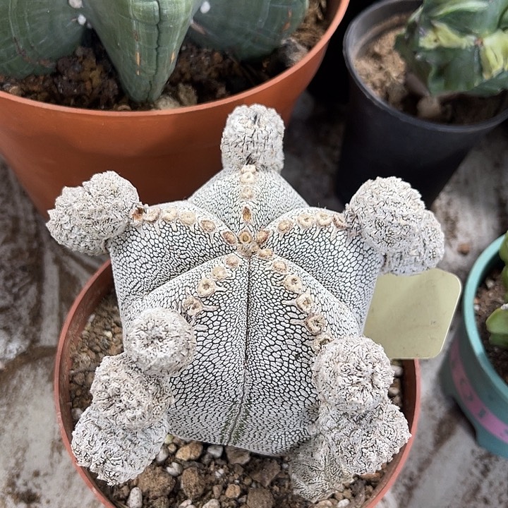 仙人球开花仙人球上