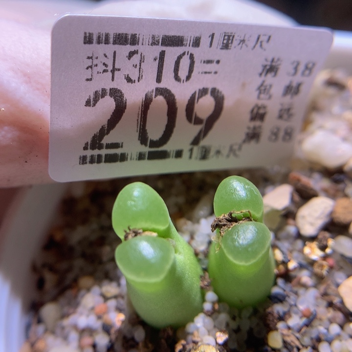 精品生石花310.209