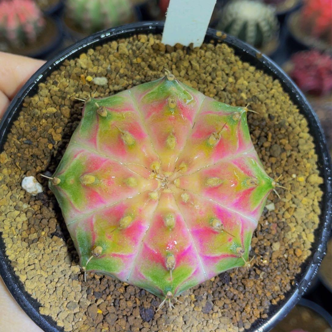 米哈星球0000000000203