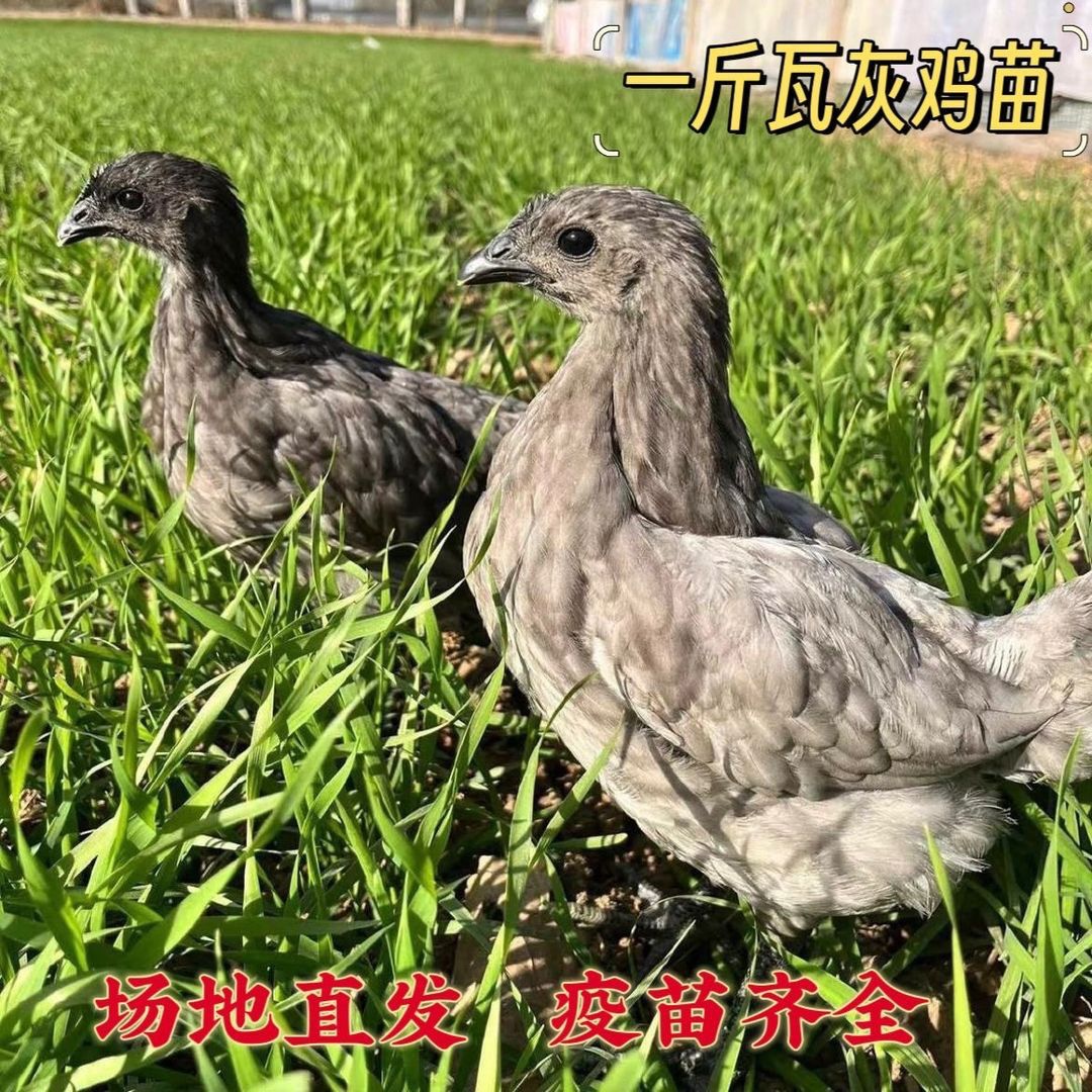 1斤发货纯种散养瓦灰鸡绿壳蛋鸡宠物活体鸡包邮到家