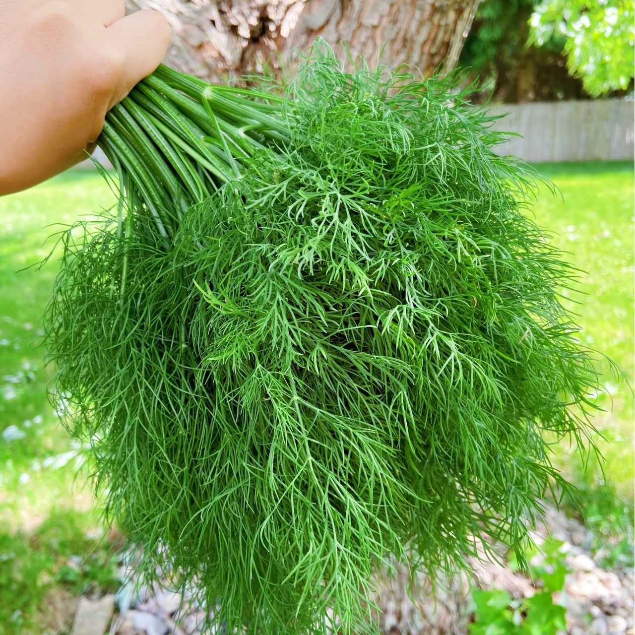 北京平谷本地菜 2斤装  现采现发