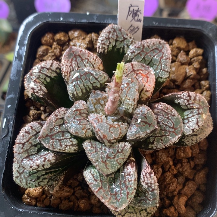 魔多寿一物一拍带盆