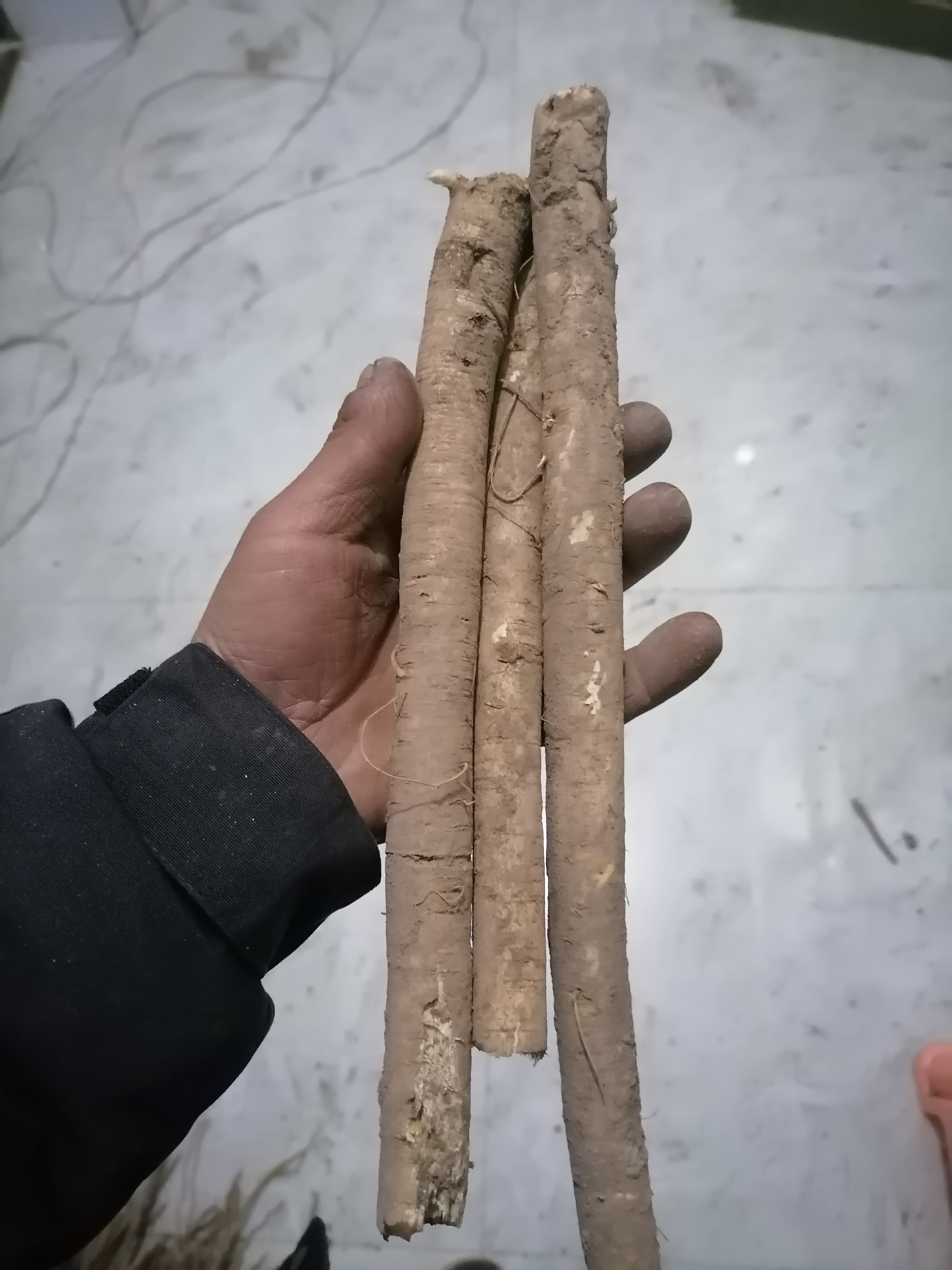鲜黄芪不带尾子原产地现挖煲汤煮水炖肉滋补