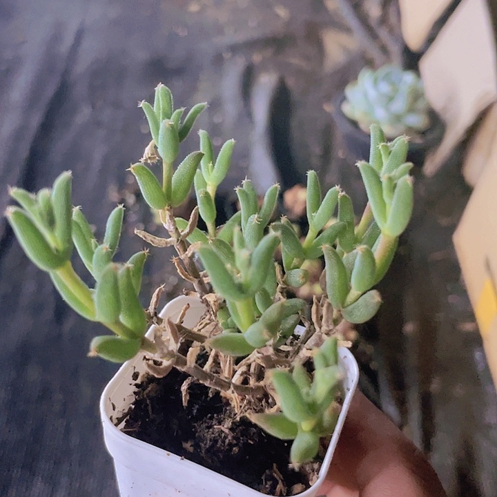 玉米枝干带土带盆