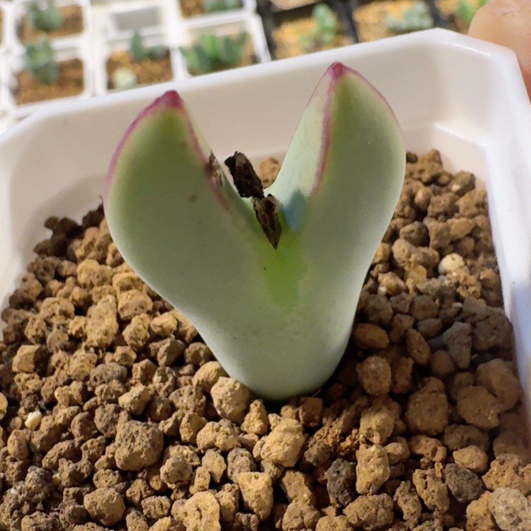 带土球...........