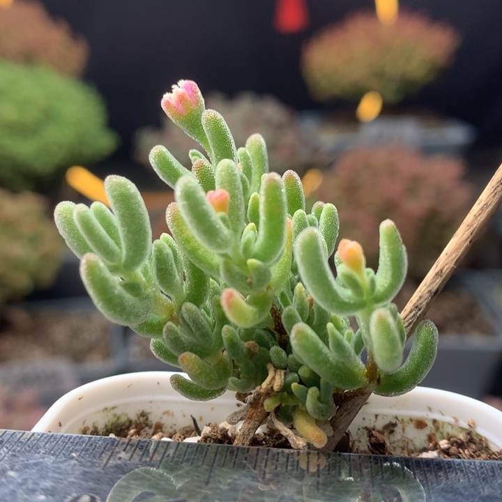 c243白霜枝干番杏