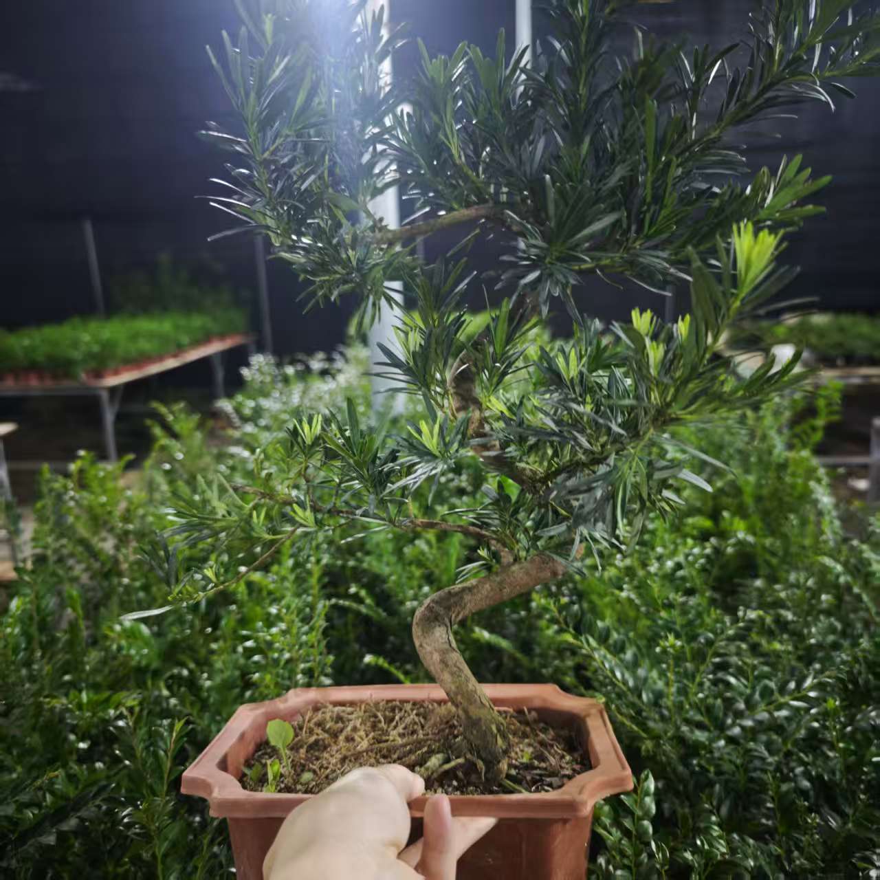 【游龙招财造型罗汉松】高货盆栽盆景素材好养懒人绿植盆栽