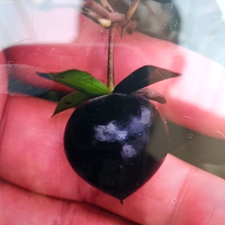 无花朵世界黑根苗老鸦