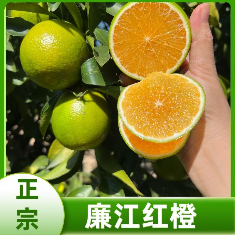 【发顺丰】正宗廉江红橙新鲜产地直销孕妇水果红江农场薄皮红江橙