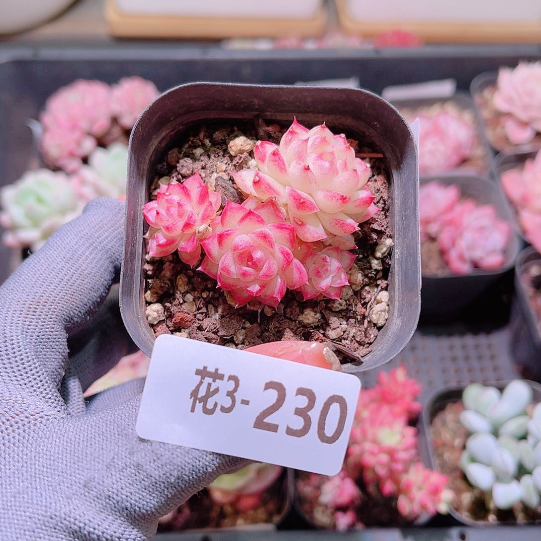 花03-230女王小群