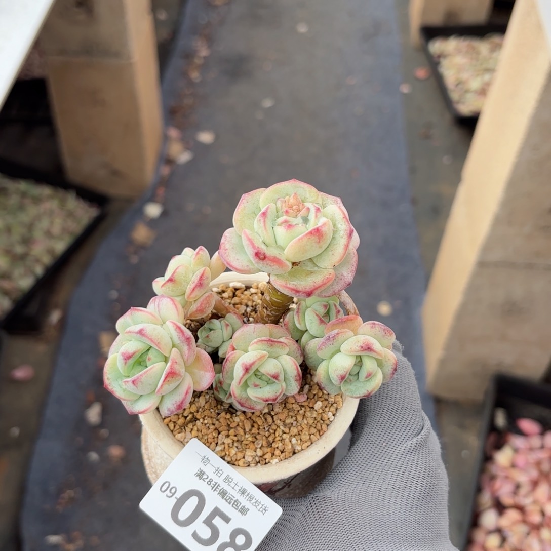 香草老桩多肉多肉多肉