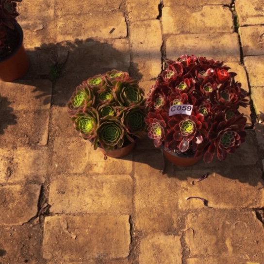 无花朵太*雨法师多肉植物059