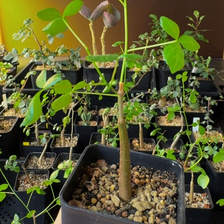 实生安哥拉绿皮橄榄带盆土包邮