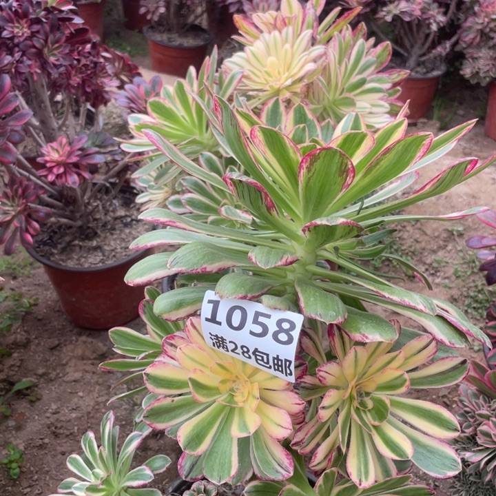 1058一号棚V仅仅多肉B