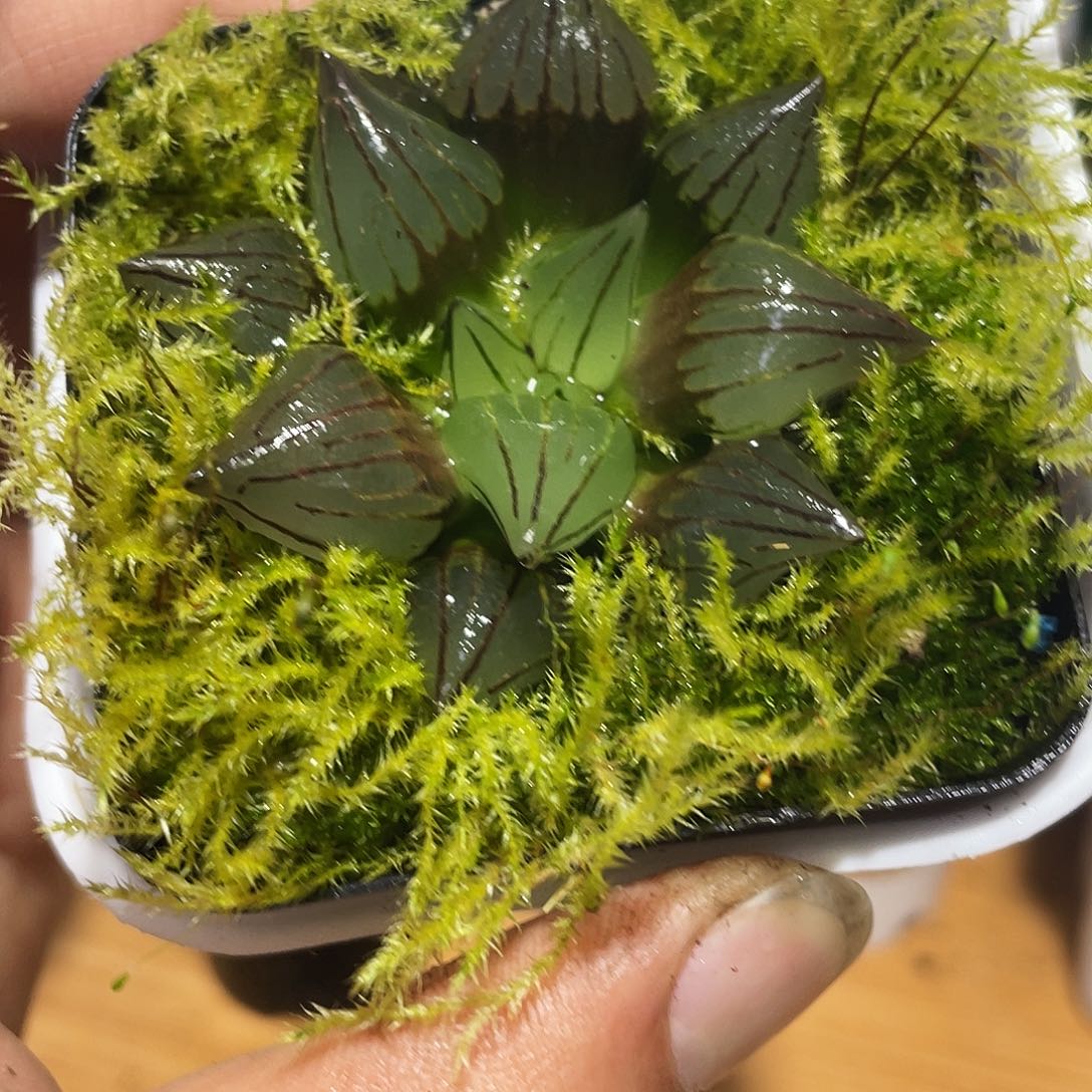 万象盆单头小西瓜多肉