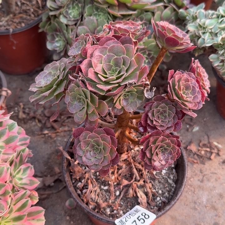 满20包邮，758荷兰玫瑰