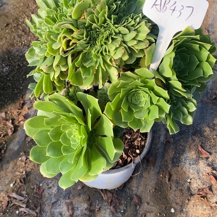 绿羊绒坠1棵437号111111