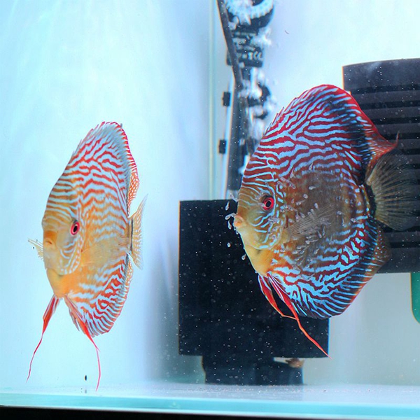 高品质七彩神仙鱼热带观赏鱼好养耐活热带鱼