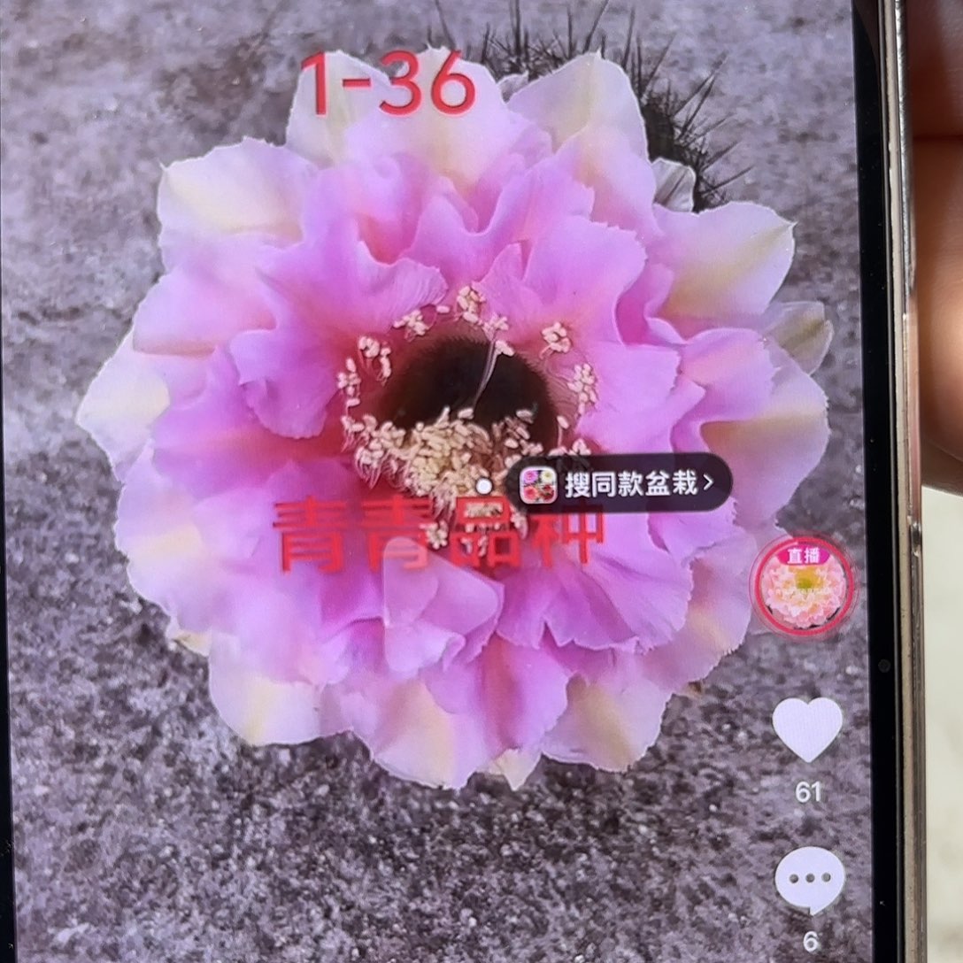 彩草1-36号8.5-9公分左右