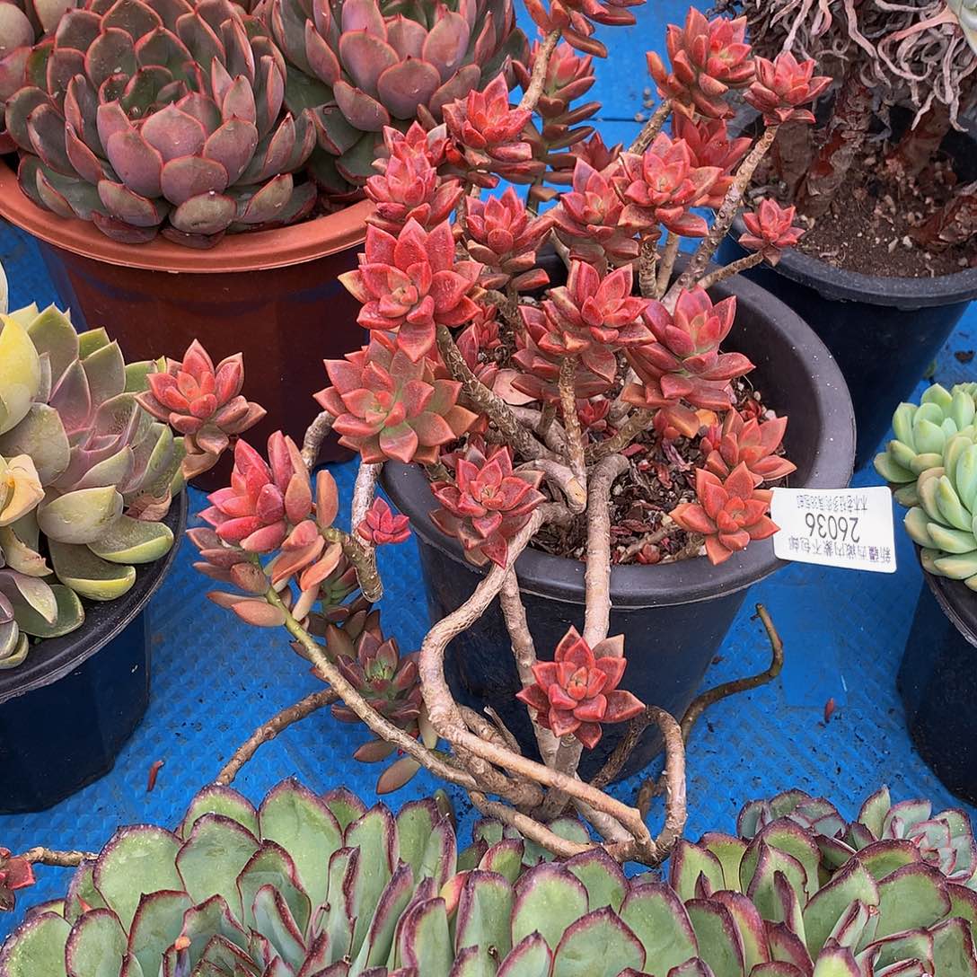 云**轻   姬笼月26036