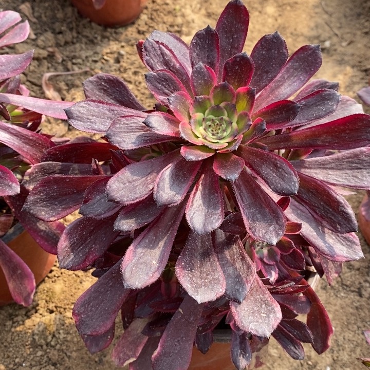 黑金刚多肉法师111