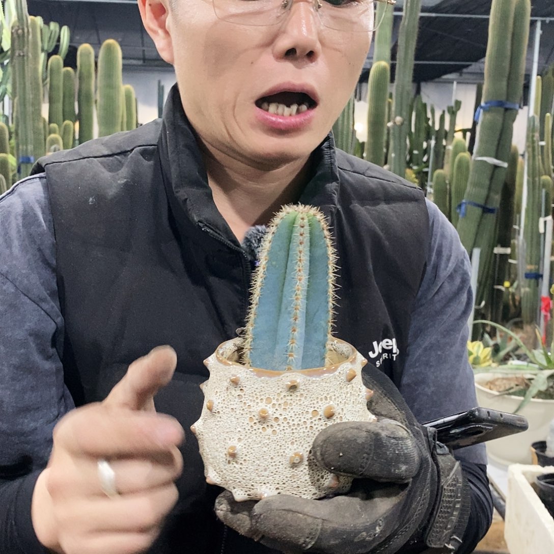 金青阁现砍侧芽10公分左右