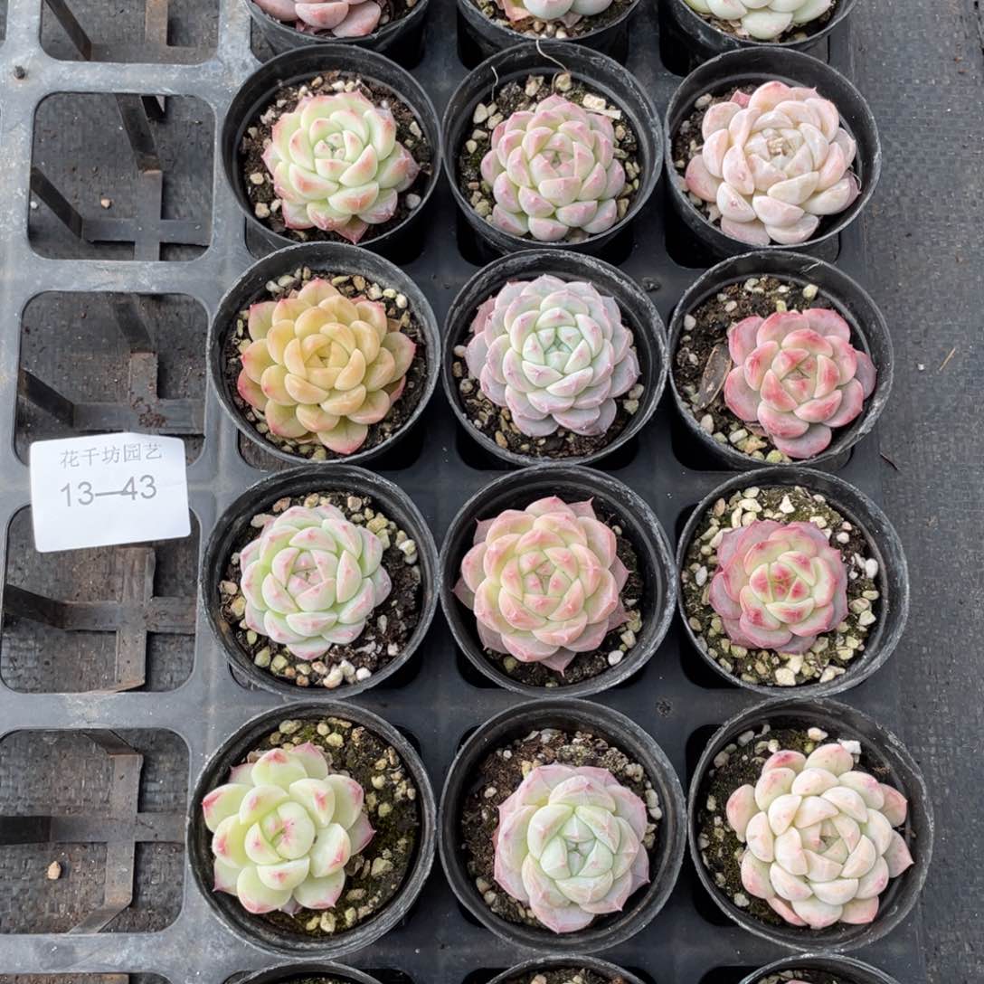 一物一拍18颗13-43