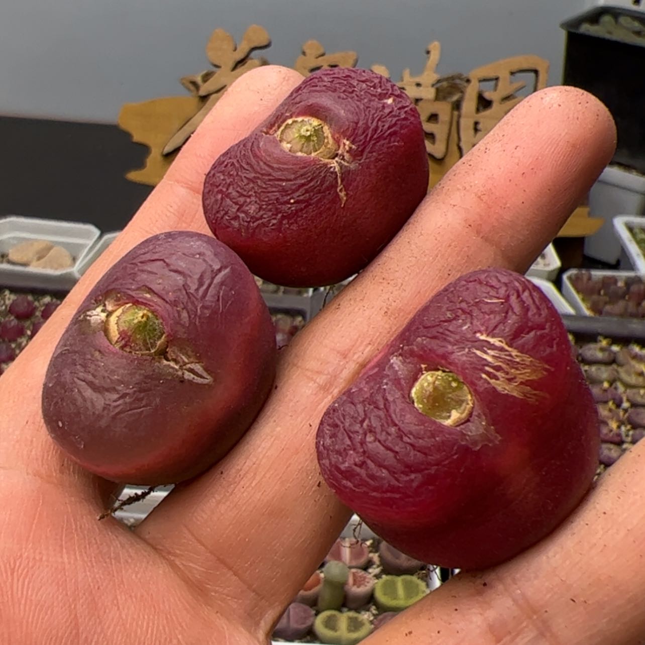 【闪购商品】000000013