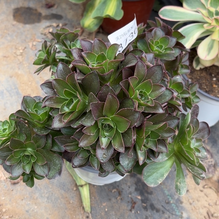 魅金玫瑰多肉法师3736