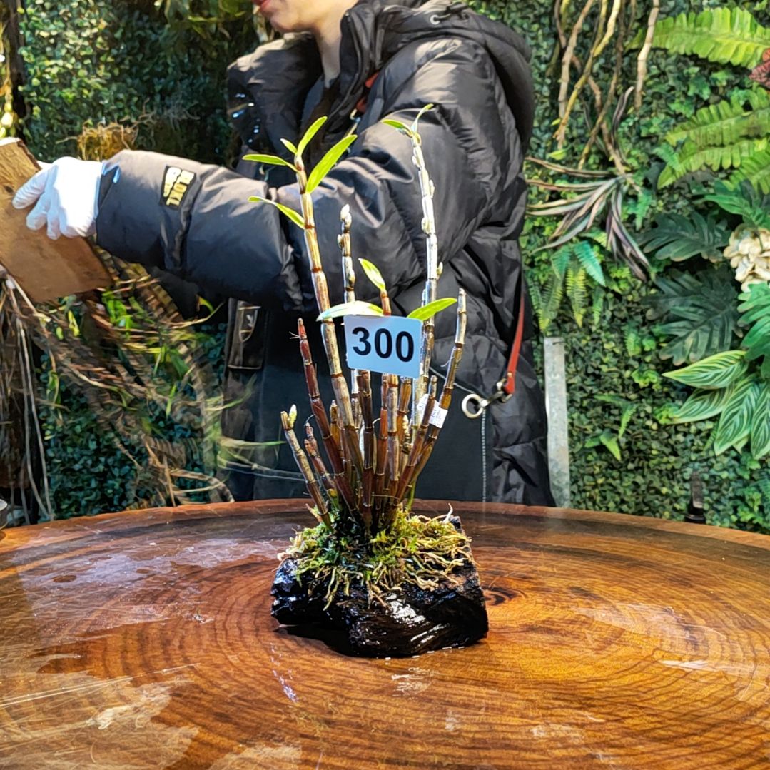 【闪购商品】300铜皮花
