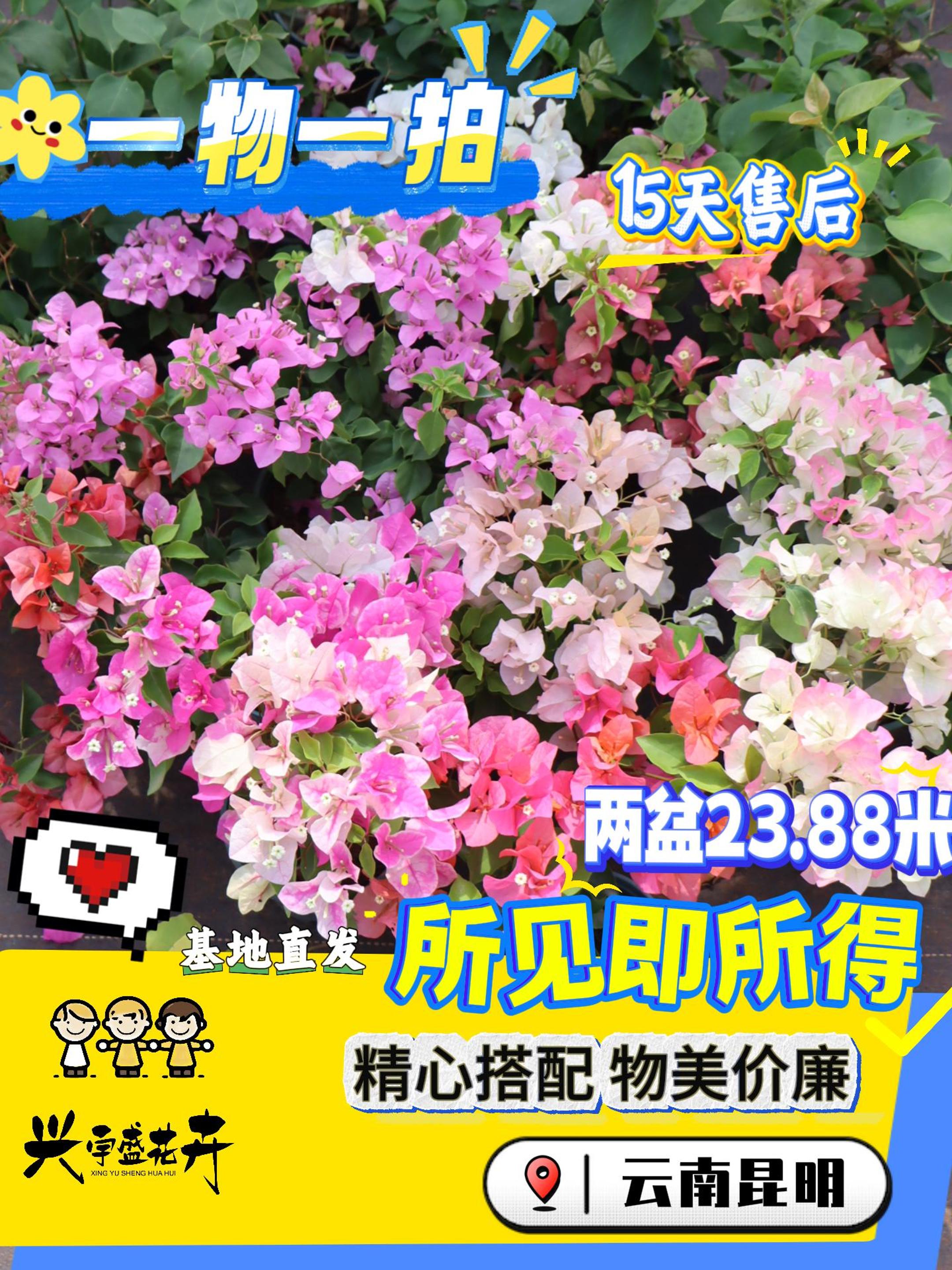 兴宇盛 【一物一拍双盆组合】带盆土观赏勤花耐活三角梅