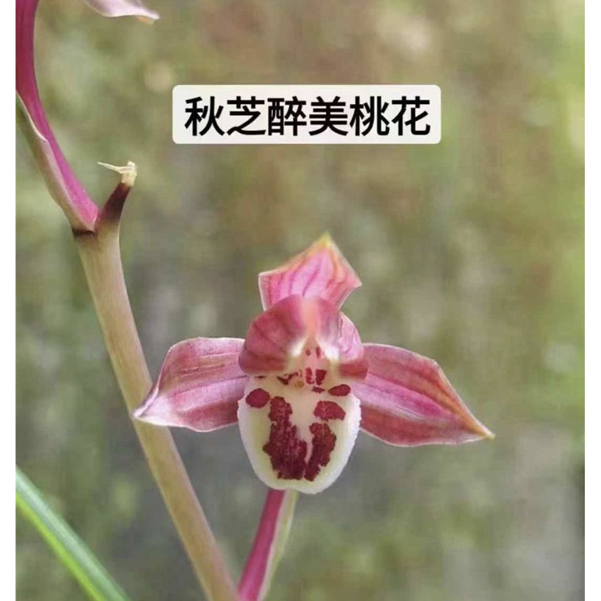 醉美桃花-硬化1年连体2苗 人工养殖