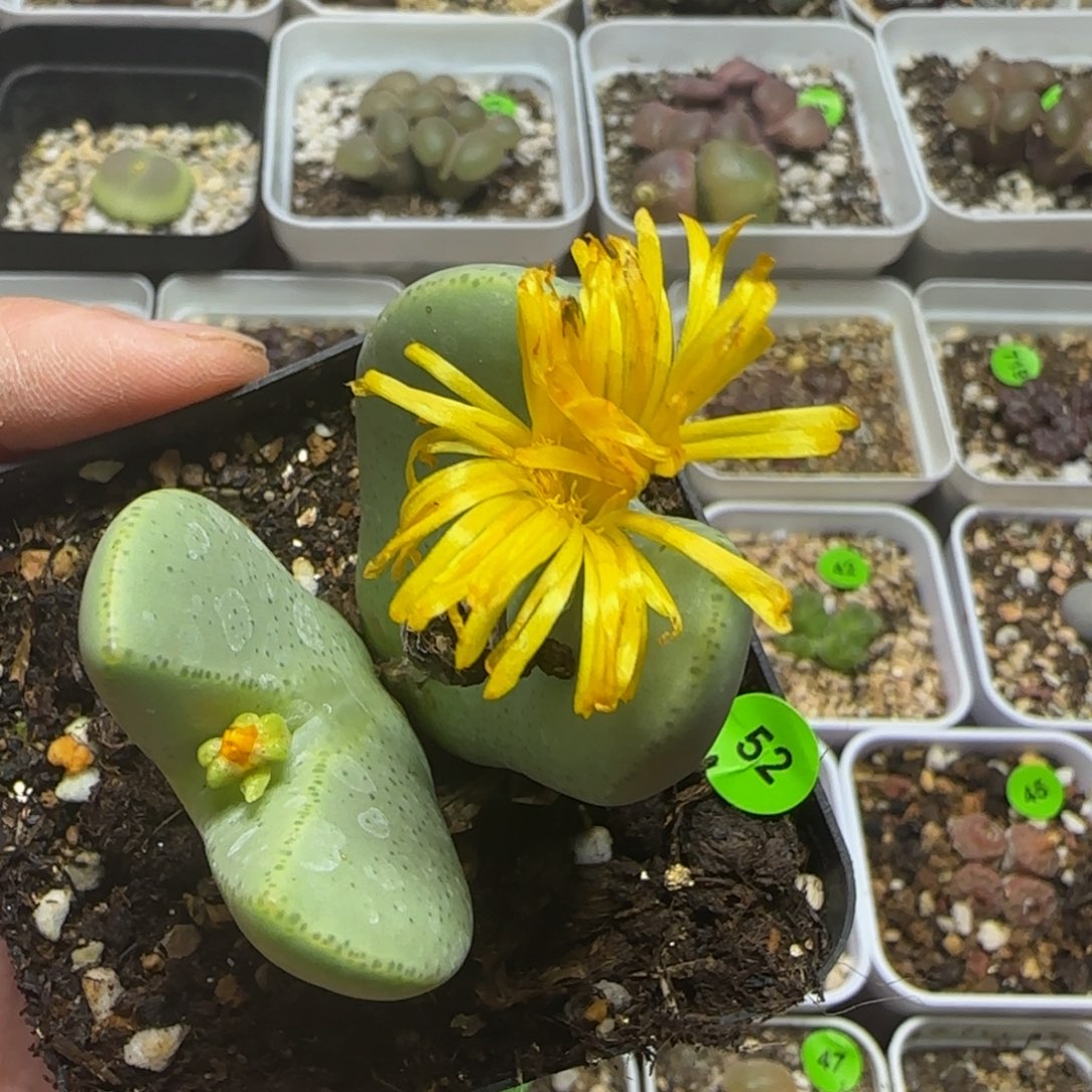 巨无霸漂亮多肉植物52