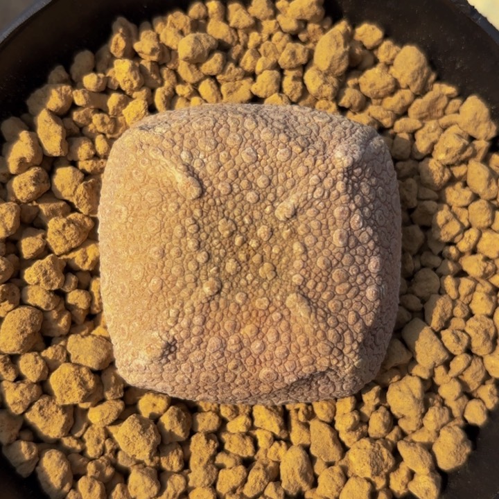 m实生泰系四方豆腐块粉色凝蹄玉