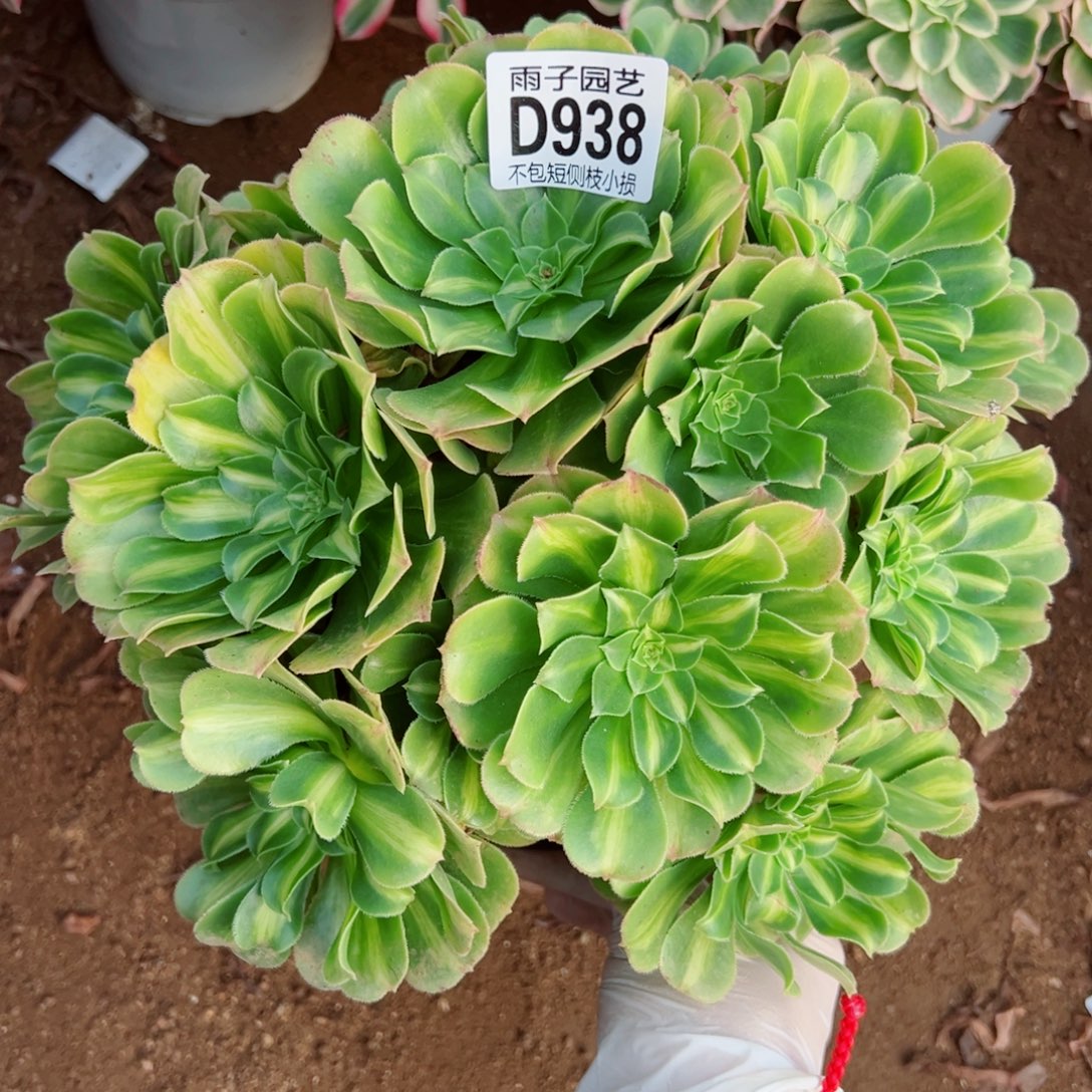 938翡翠琉璃雨子多肉植物