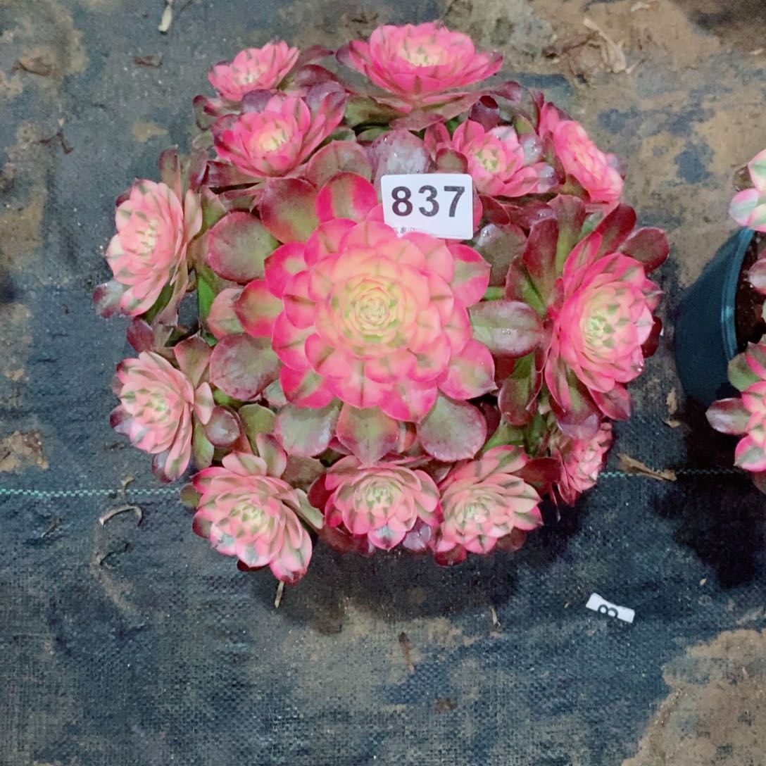 芳*荔枝837多肉25➕冠服