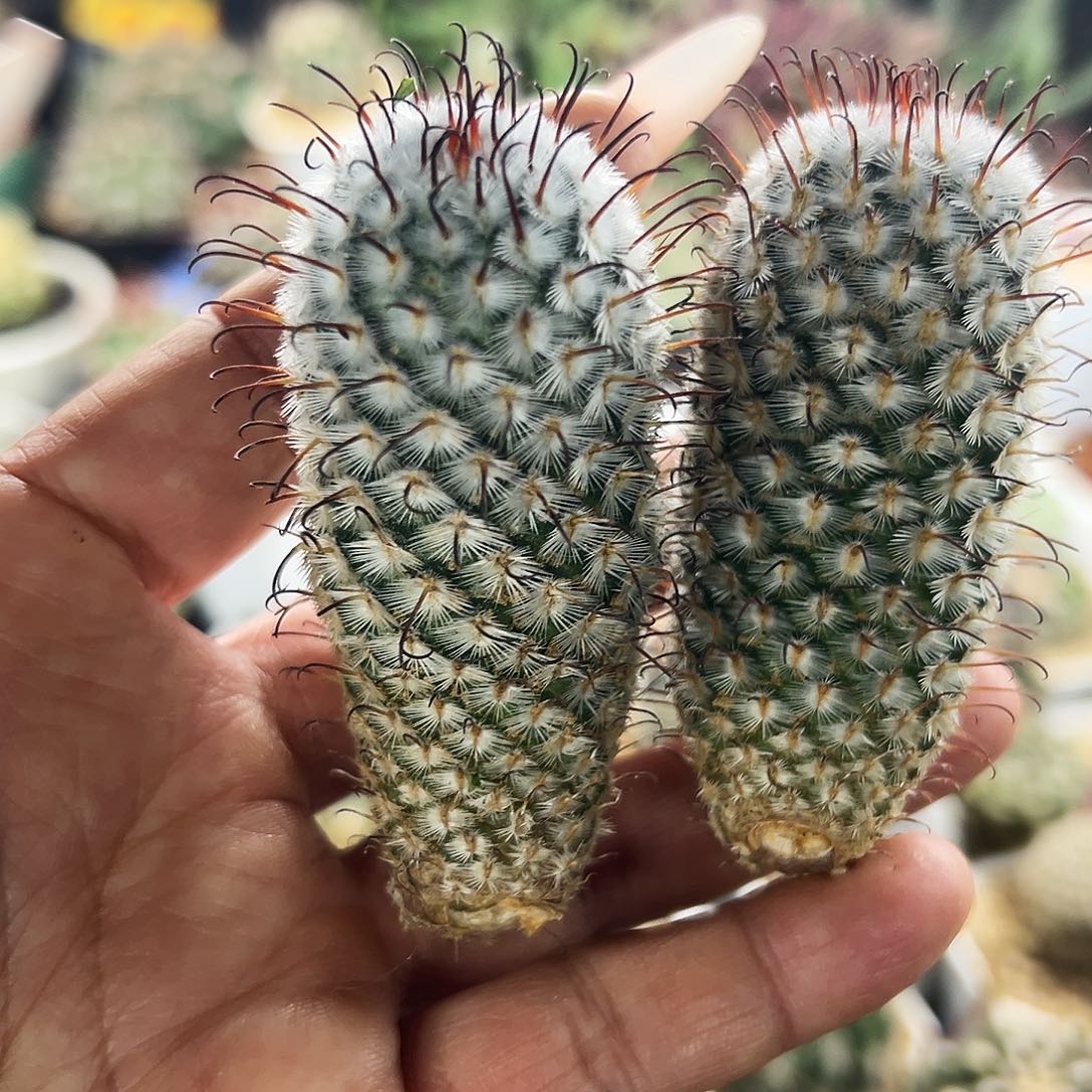 曲刺仙人球6666666