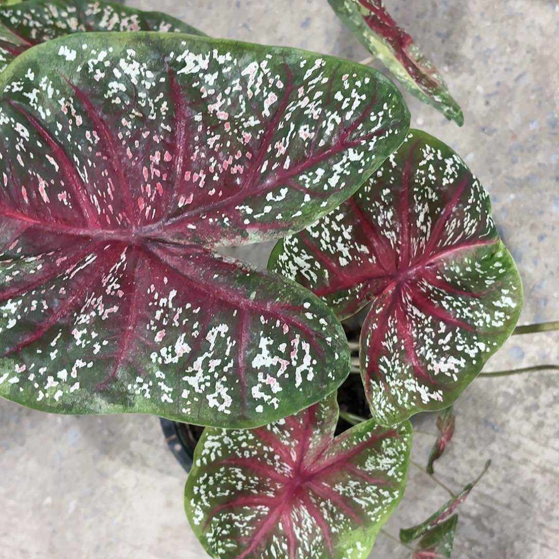 584-0117彩叶芋泰国发货