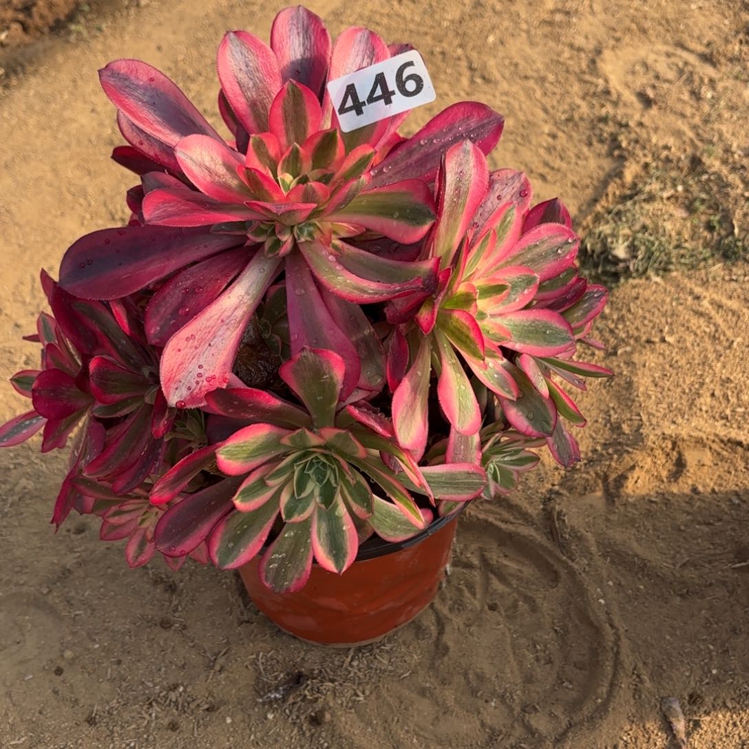 风***w446美杜莎多肉有断枝不包损