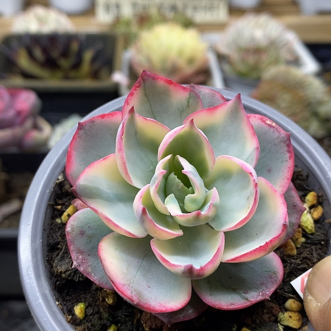 2057 阿美星覆轮锦