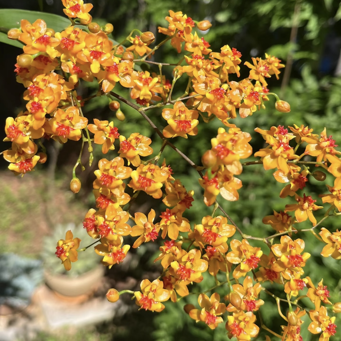 心想事橙 一物一拍  新色带花香梦香兰盆栽室内绿植花卉好养护