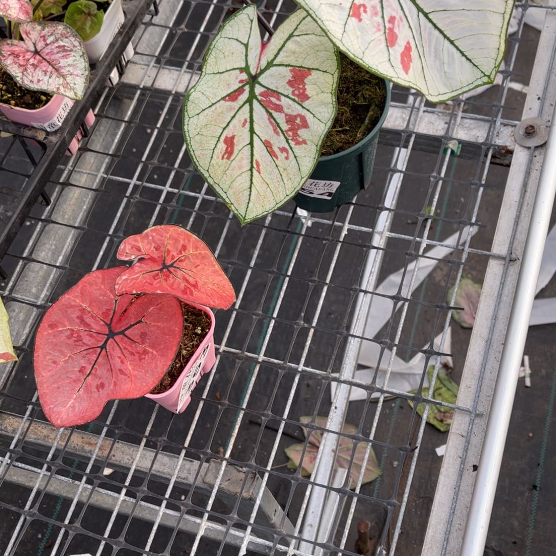 米****无花朵            354.353草莓不包售后