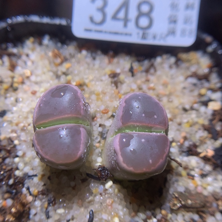 精品生石花113.348