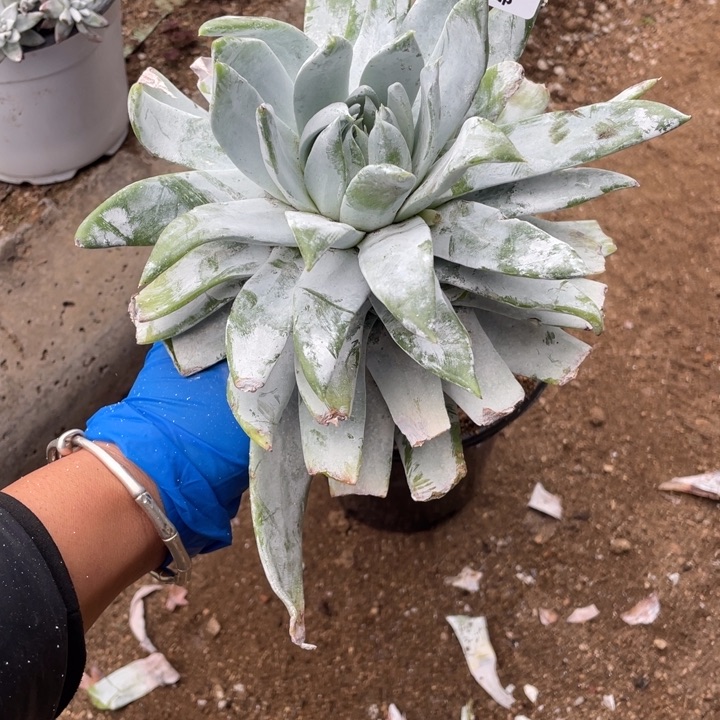  6号雪山多肉植物