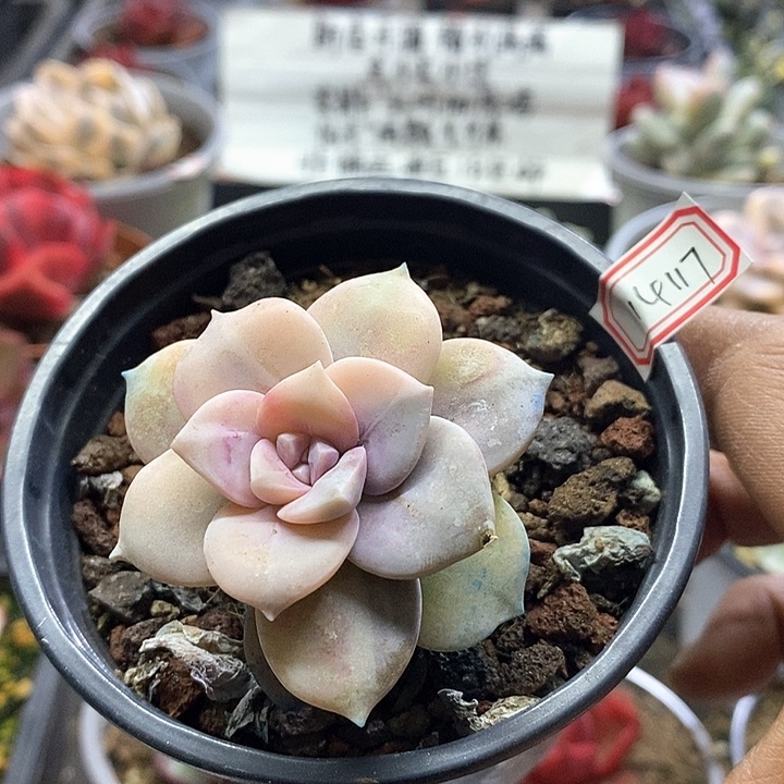 14117华丽风车花脸锦