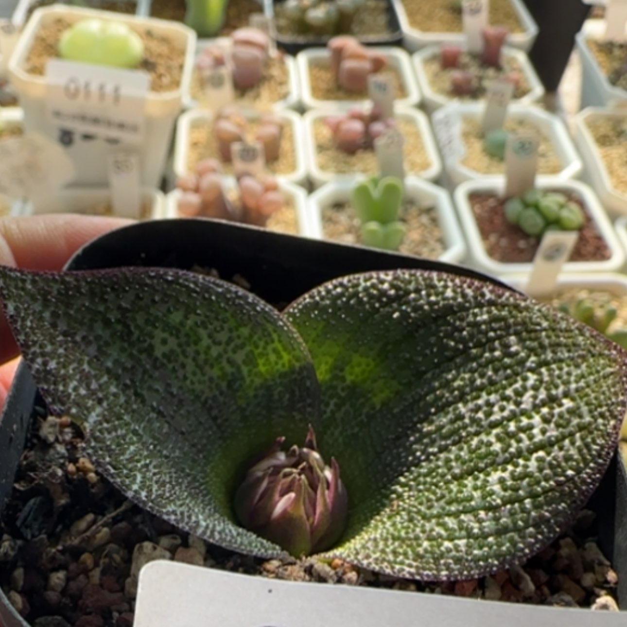 【闪购商品】0137紫镜28包邮非偏远