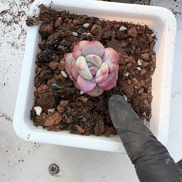 青蛙王子儿童洗发111