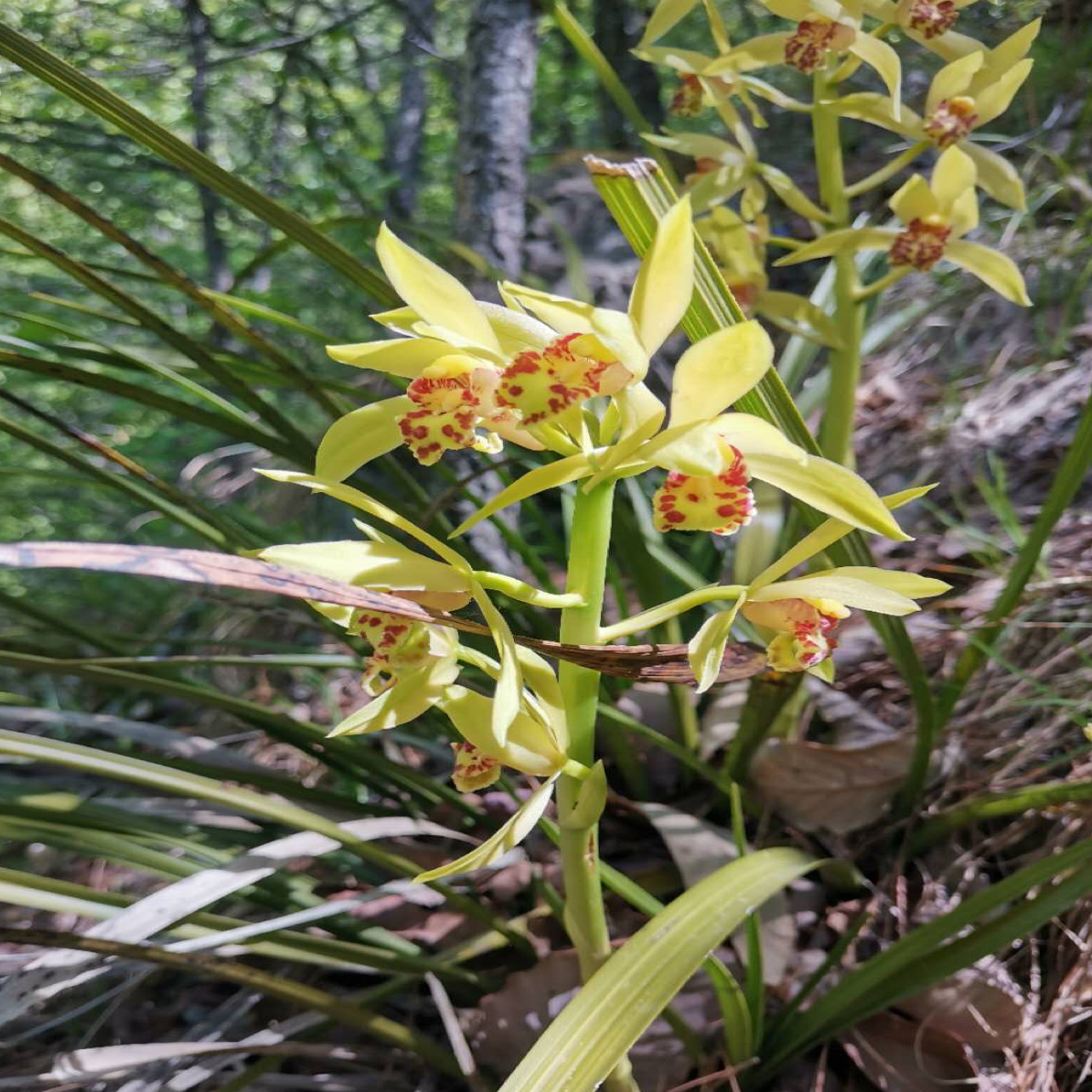 随州惠兰九节兰盆景自然苗浓香花卉苗适合桌面摆放春兰惠兰兰花苗