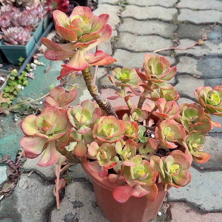 特大号红梅多肉植物