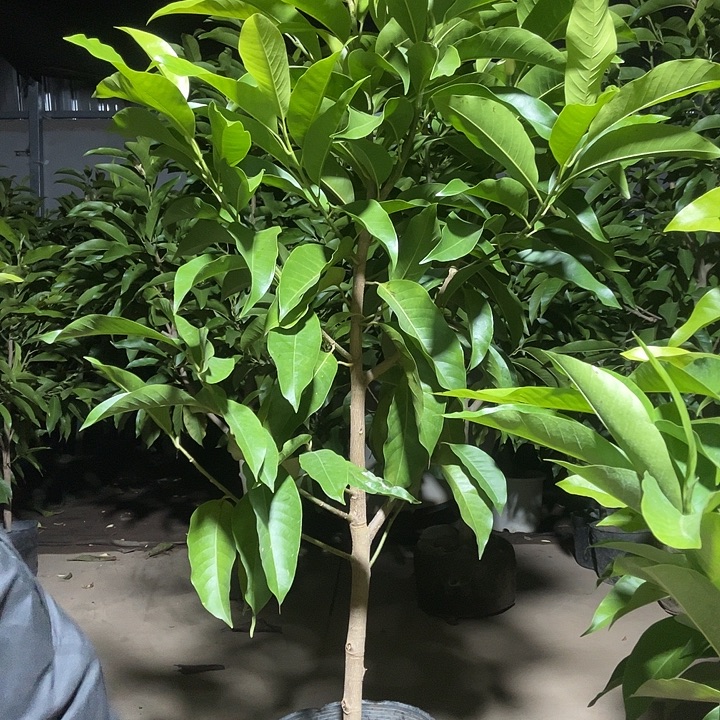 完全开放白兰花80价位